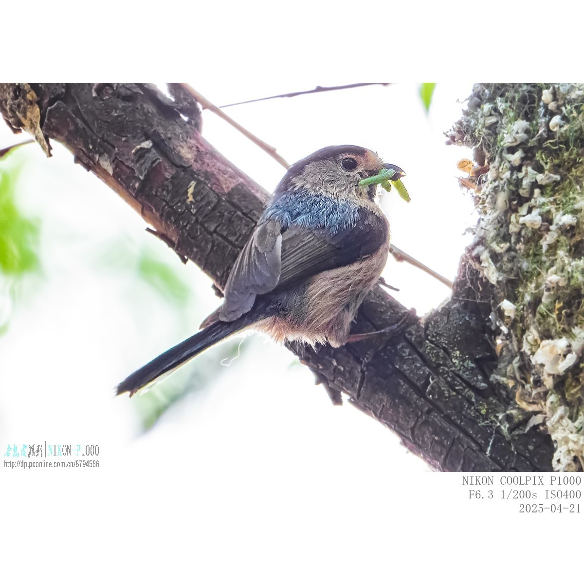 250421 银喉长尾山雀