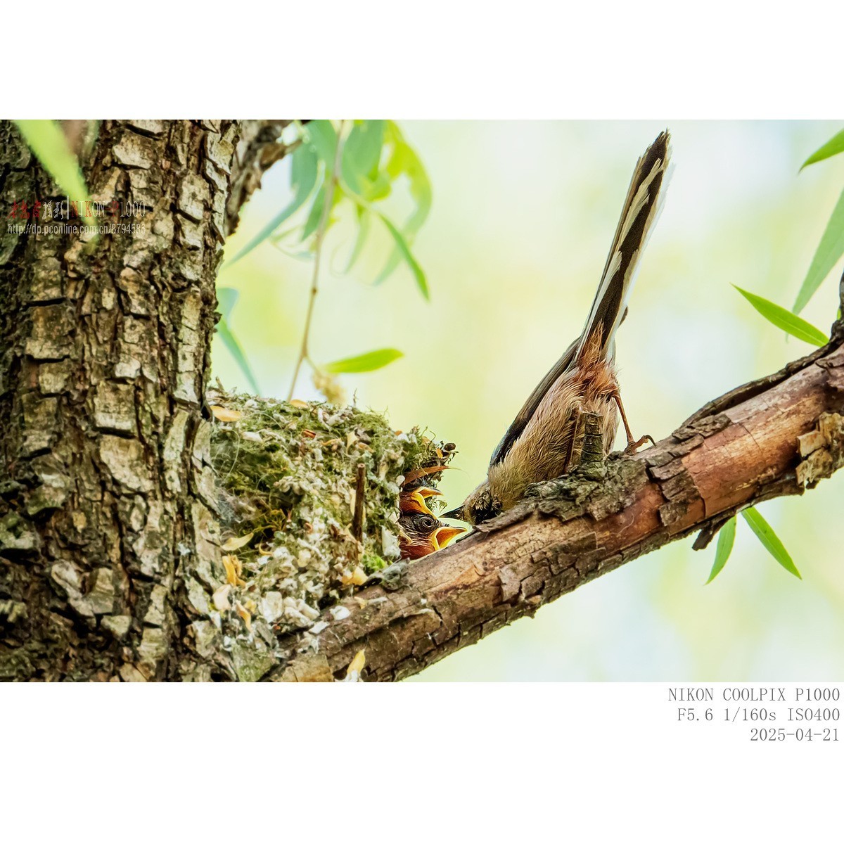 250421 银喉长尾山雀