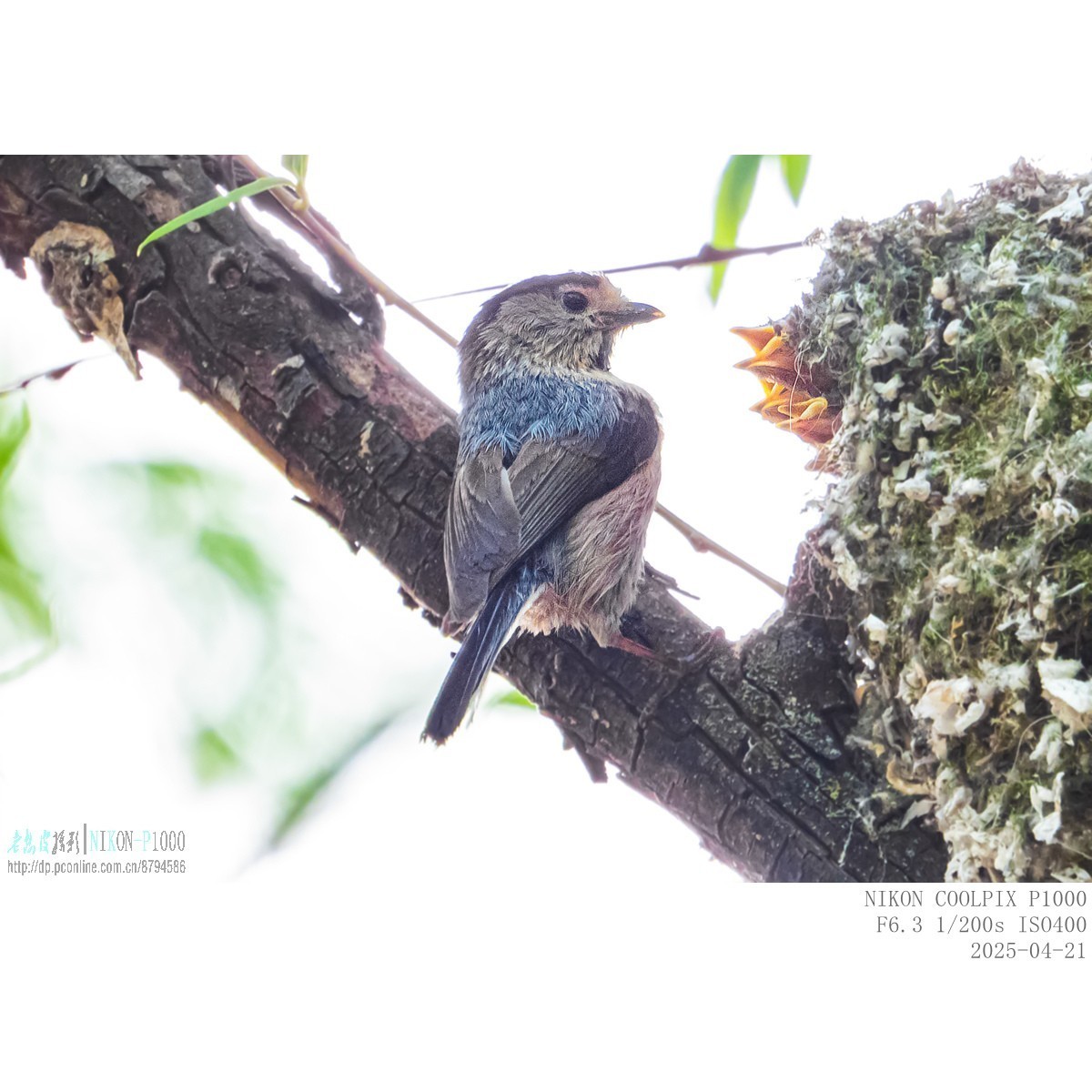 250421 银喉长尾山雀