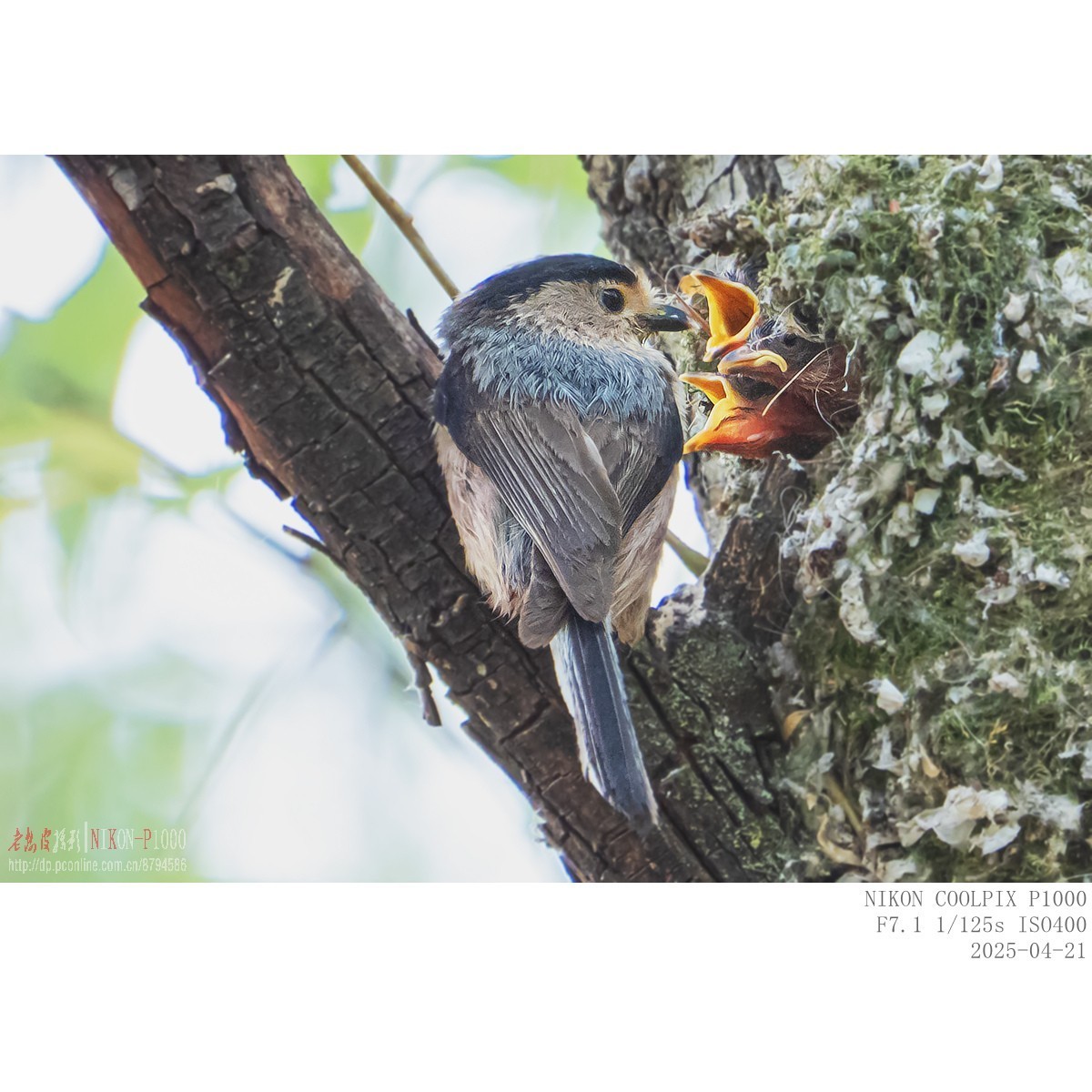 250421 银喉长尾山雀