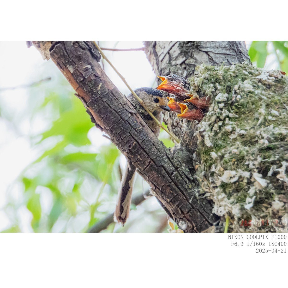 250421 银喉长尾山雀