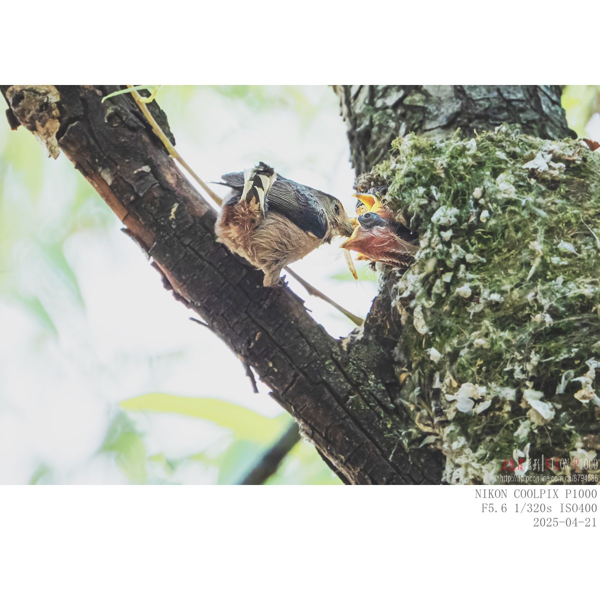 250421 银喉长尾山雀