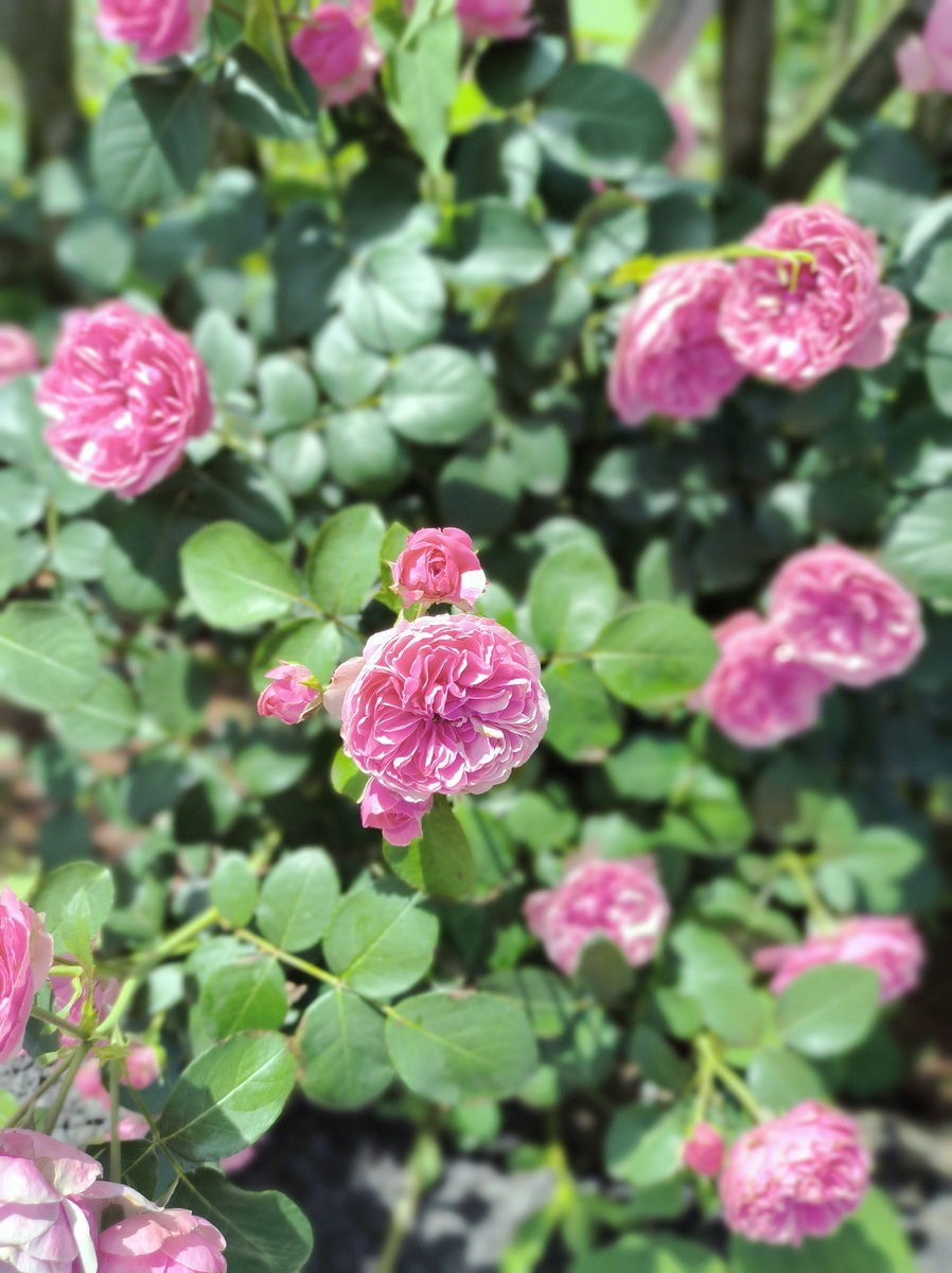 2025春夏之季 湘赣边（15）杜甫与挽洲岛