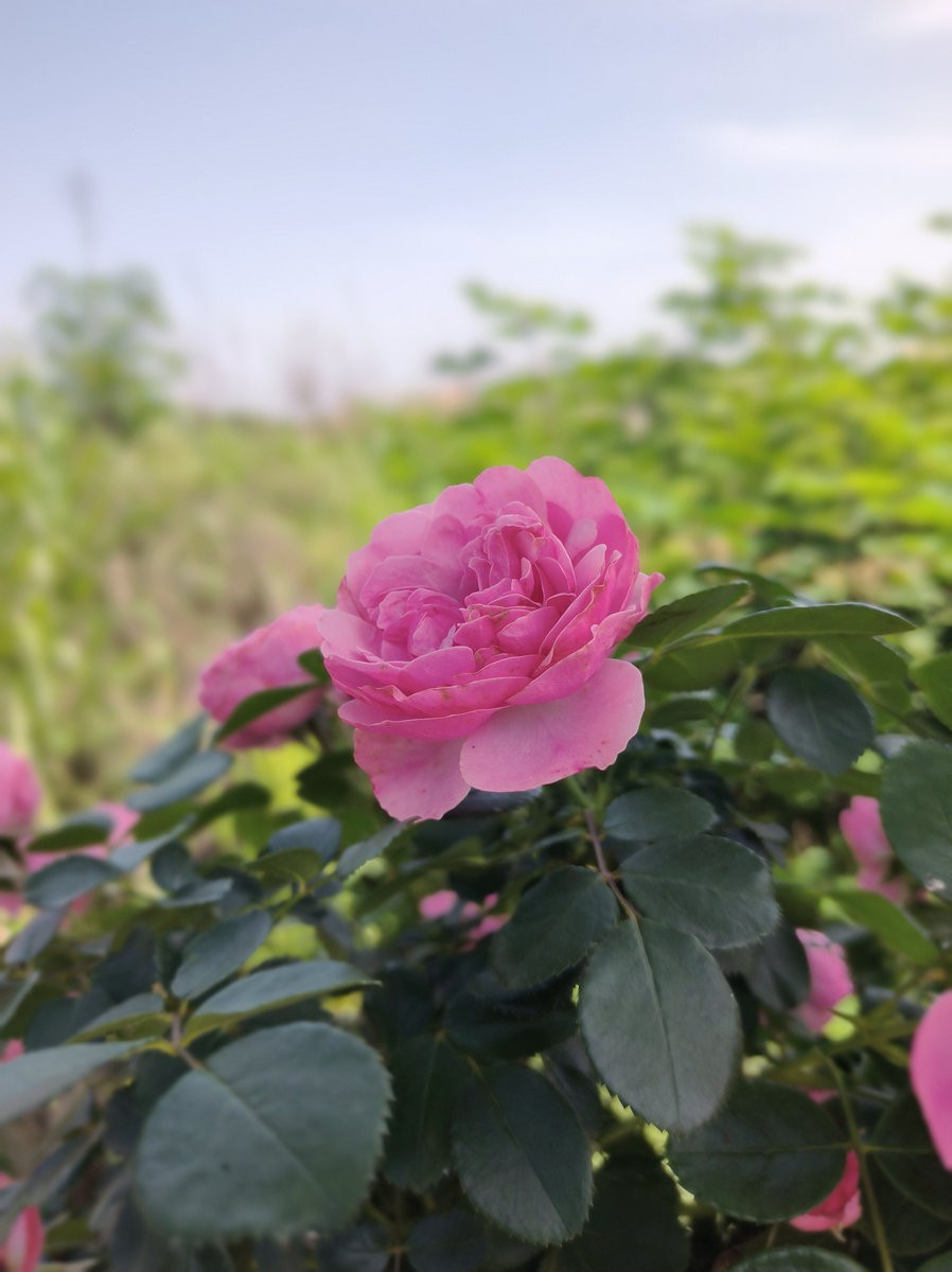 2025春夏之季 湘赣边（15）杜甫与挽洲岛