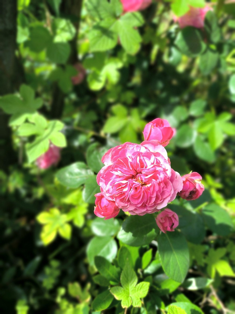 2025春夏之季 湘赣边（16）挽洲，湘江中的绿洲