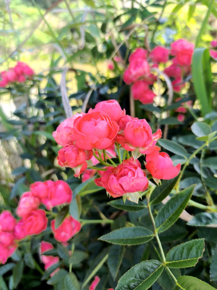 2025春夏之季 湘赣边（16）挽洲，湘江中的绿洲