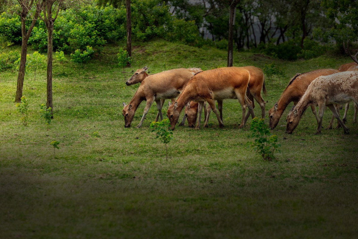中华麋鹿