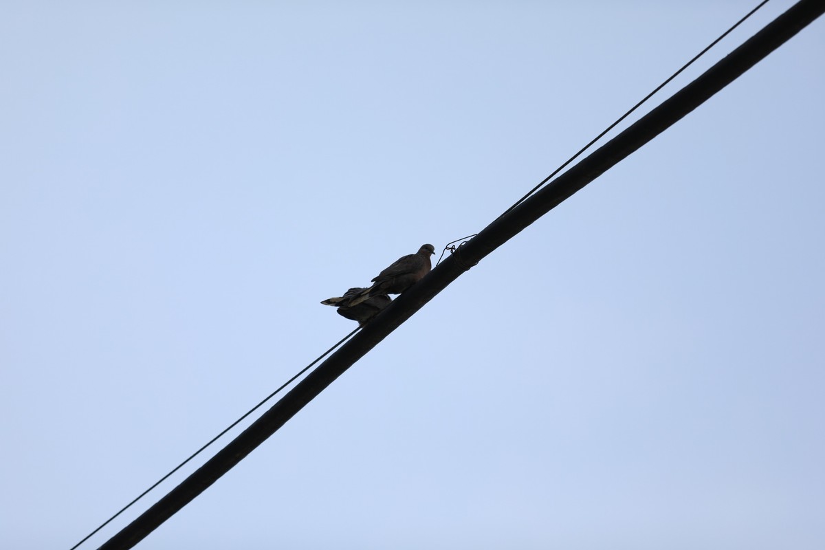 拍鸟光线有些暗了