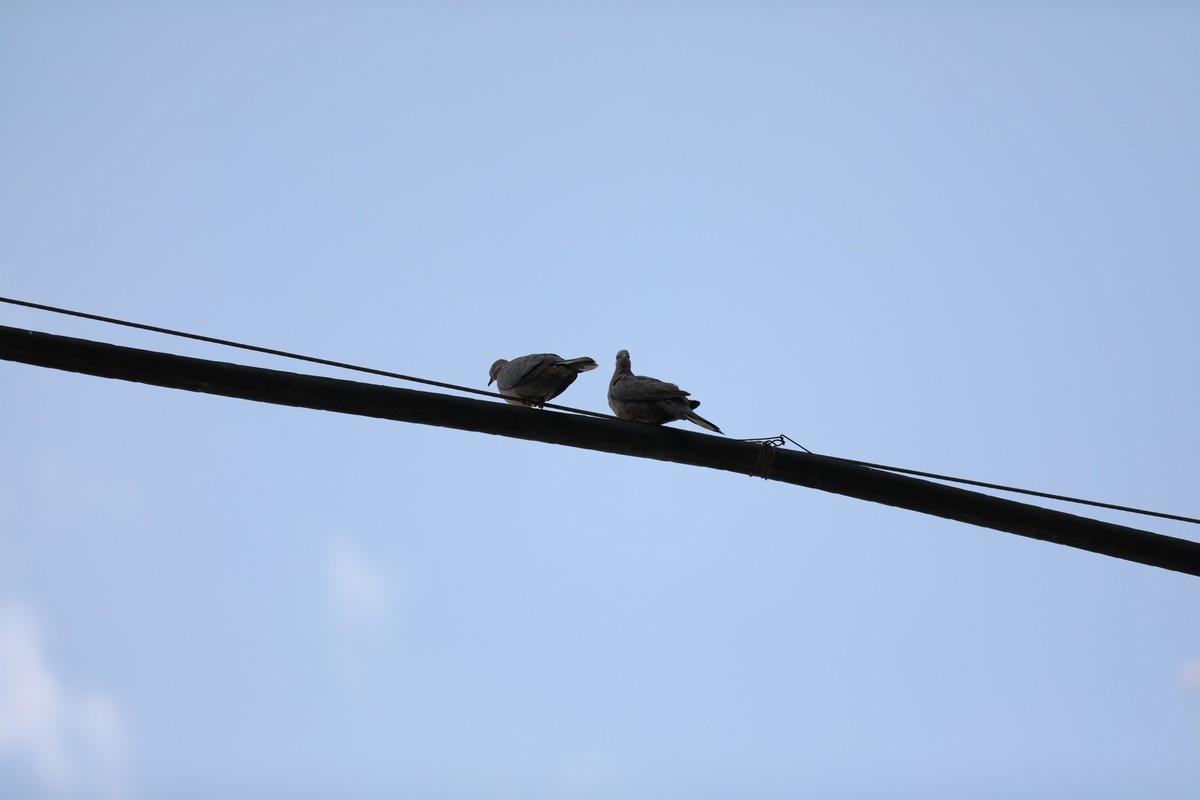 拍鸟光线有些暗了