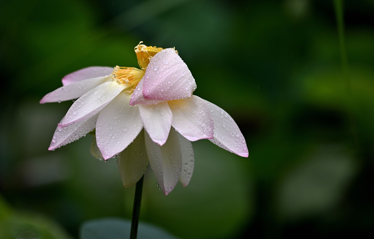 雨中荷花