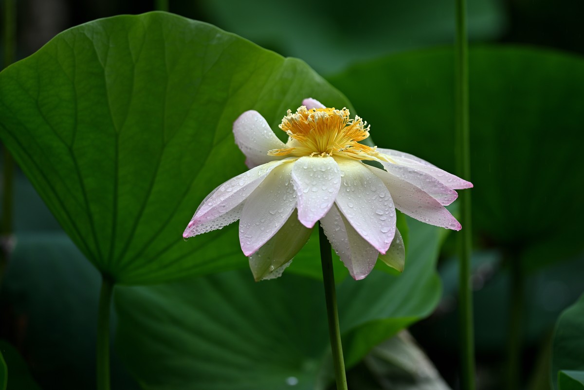 雨中荷花
