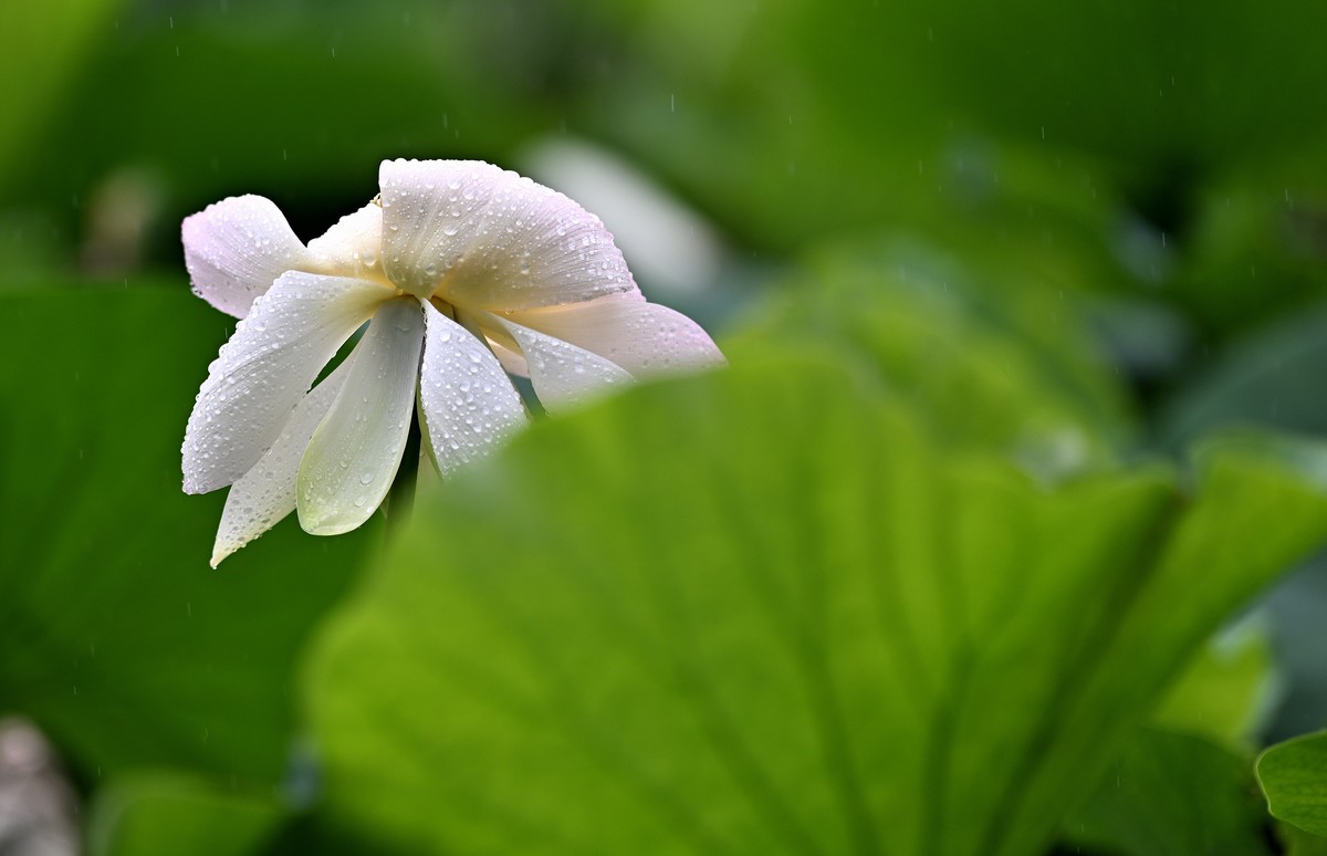 雨中荷花