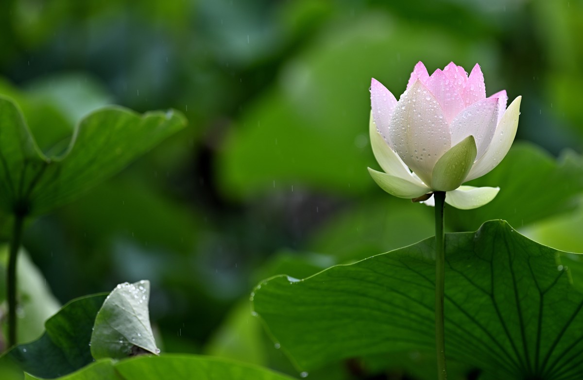 雨中荷花