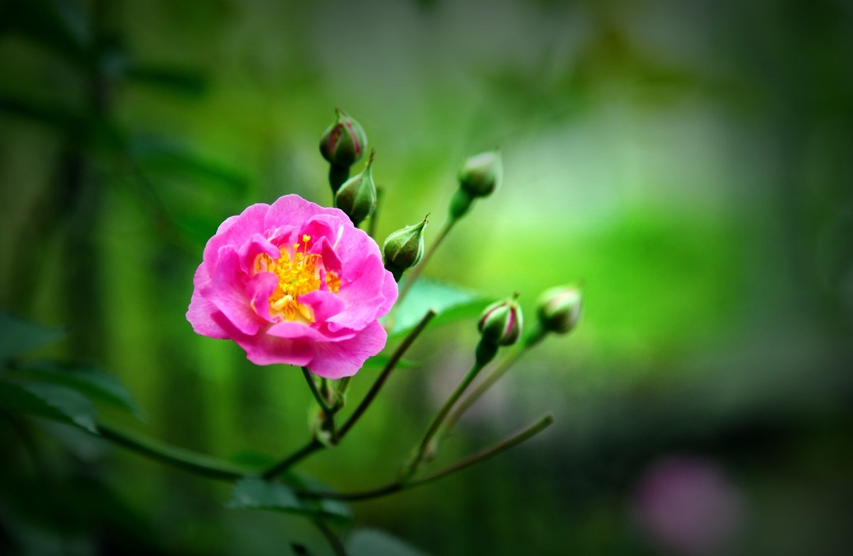 蔷薇花艳丽