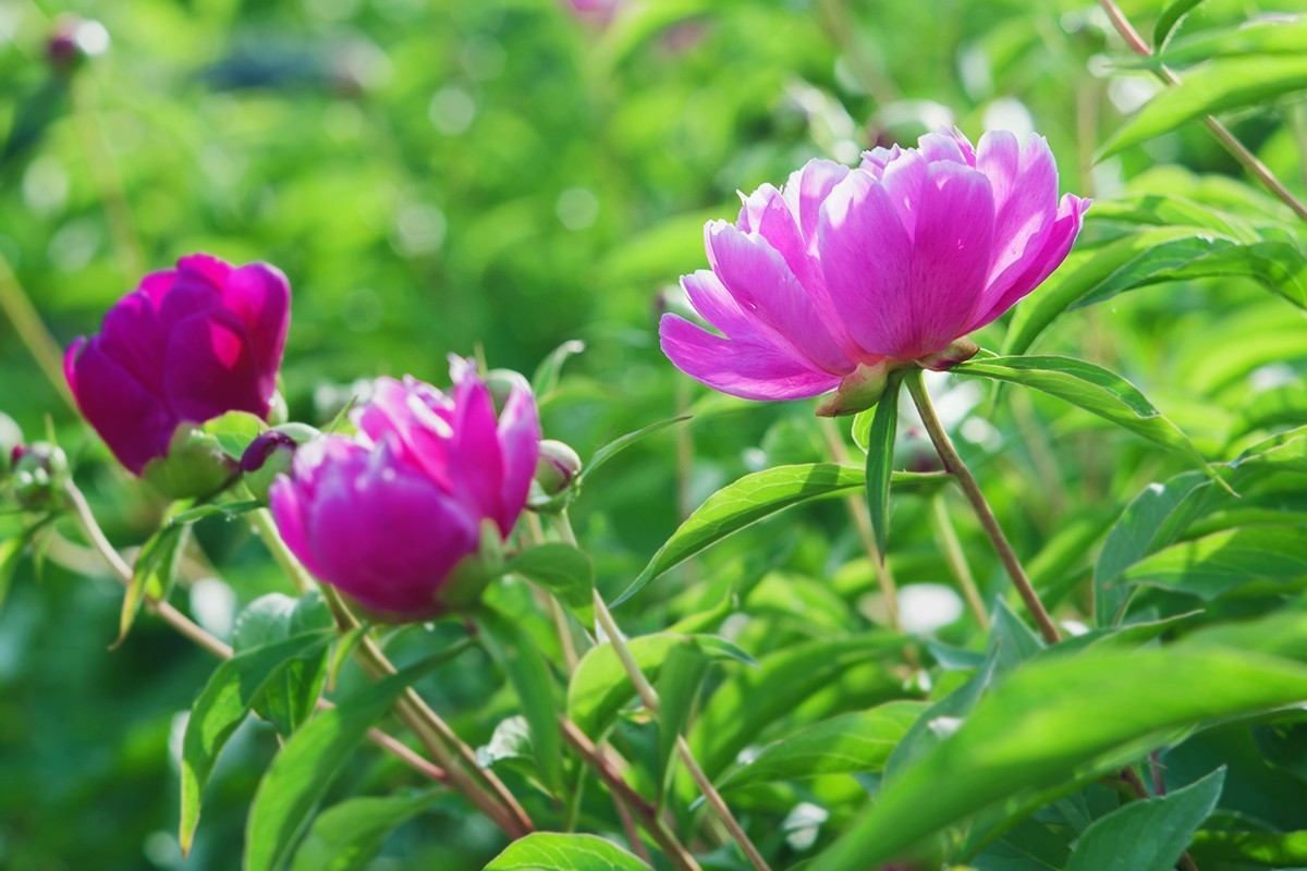 手动镜头中观看芍药花