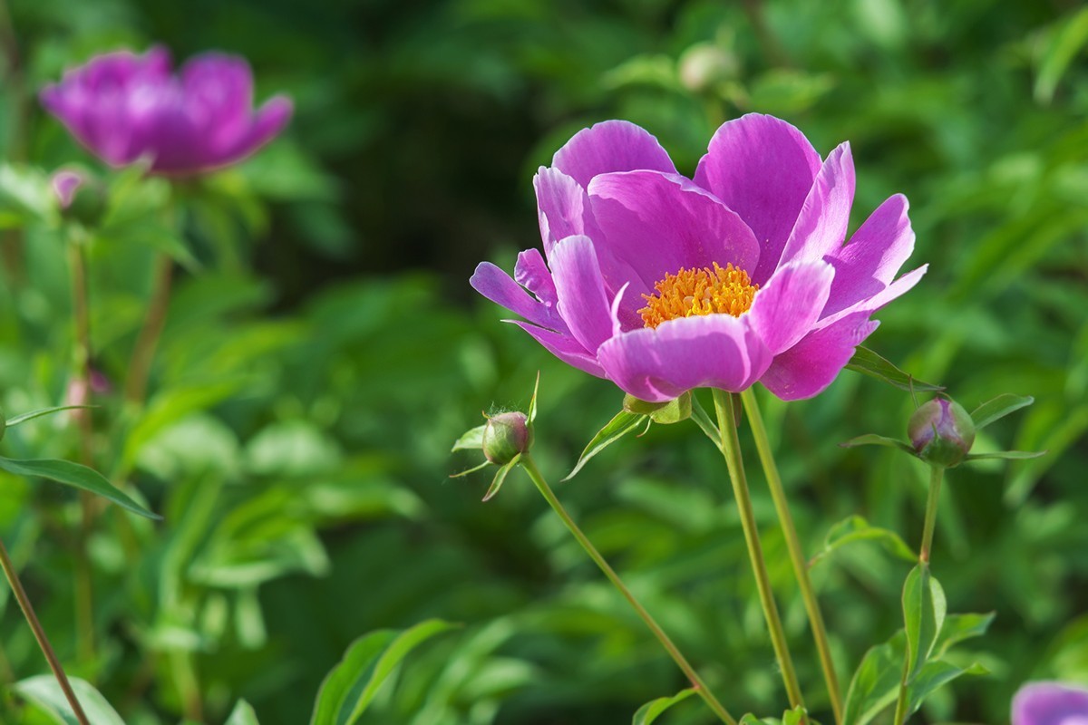 手动镜头中观看芍药花