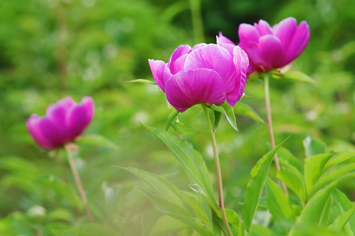 手动镜头中观看芍药花