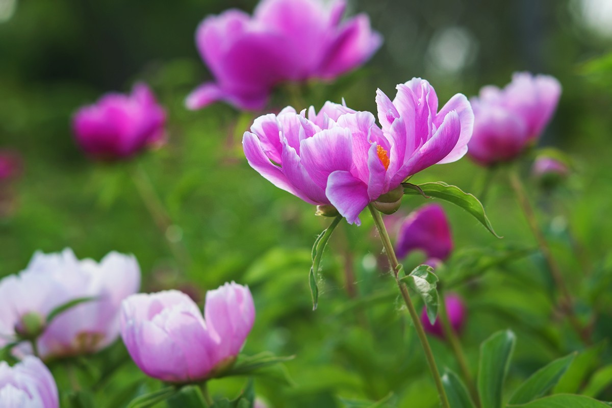 手动镜头中观看芍药花