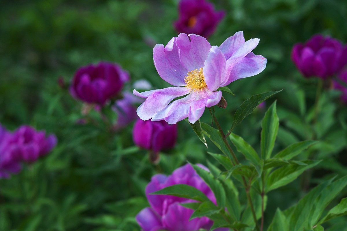 手动镜头中观看芍药花