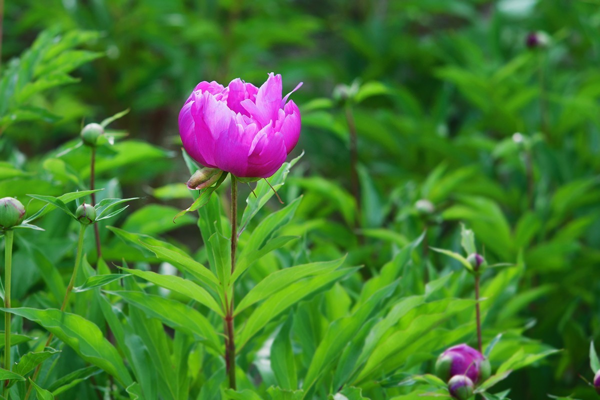 手动镜头中观看芍药花