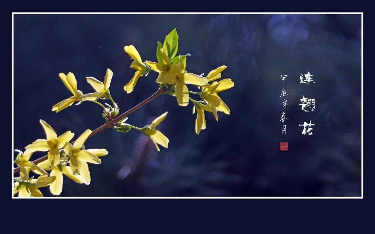 远看枝条串金钱，不见刘海嬉神蟾