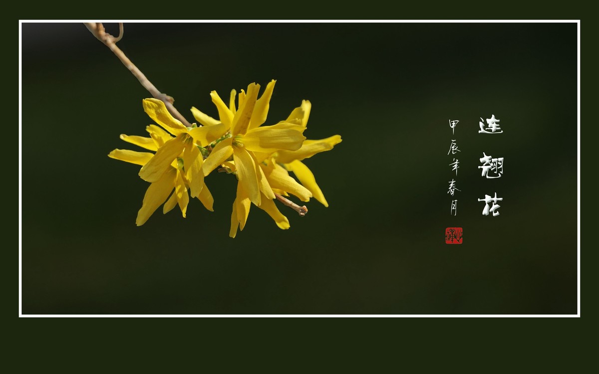 远看枝条串金钱，不见刘海嬉神蟾