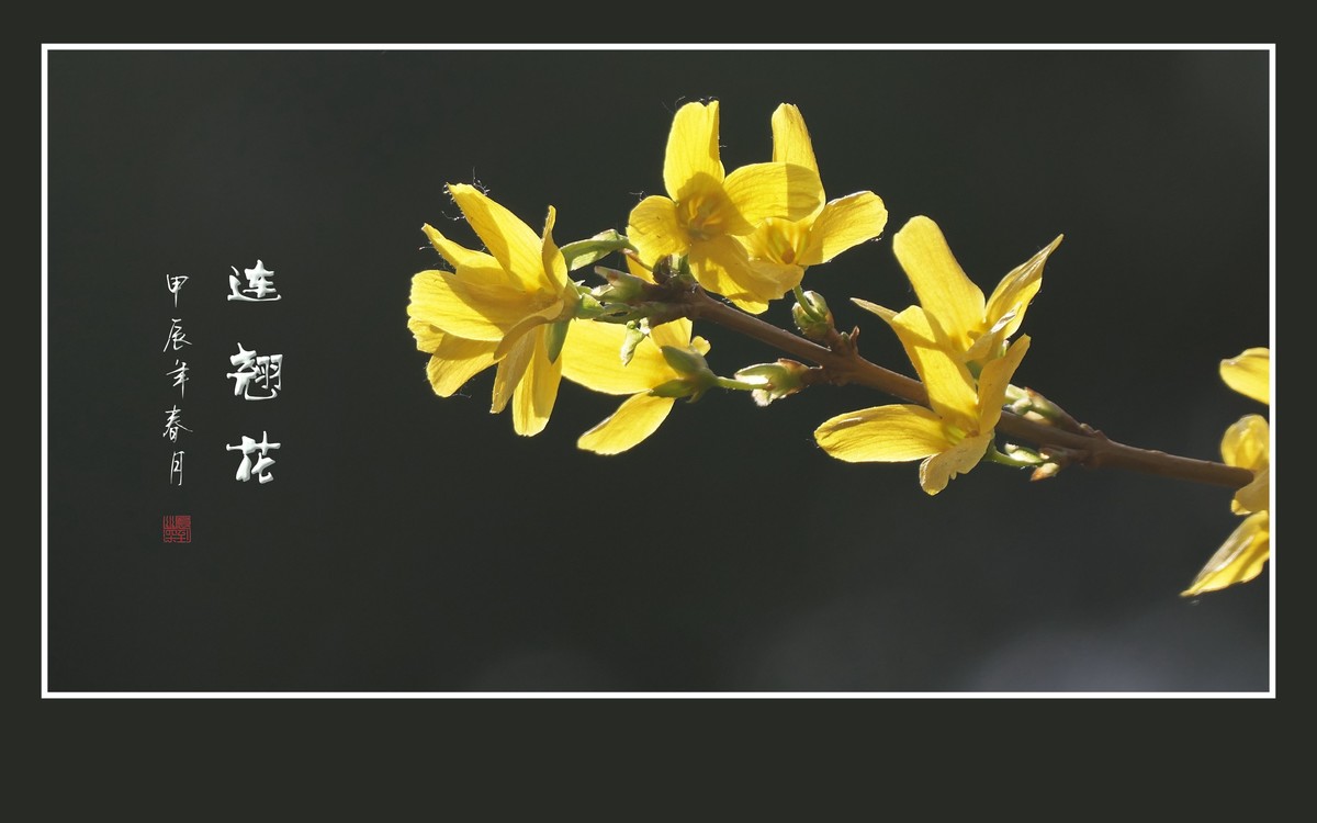 远看枝条串金钱，不见刘海嬉神蟾