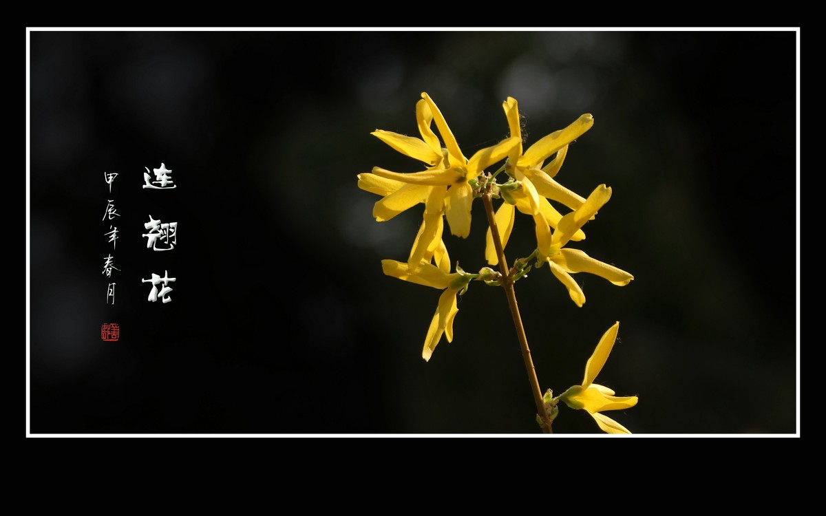 远看枝条串金钱，不见刘海嬉神蟾