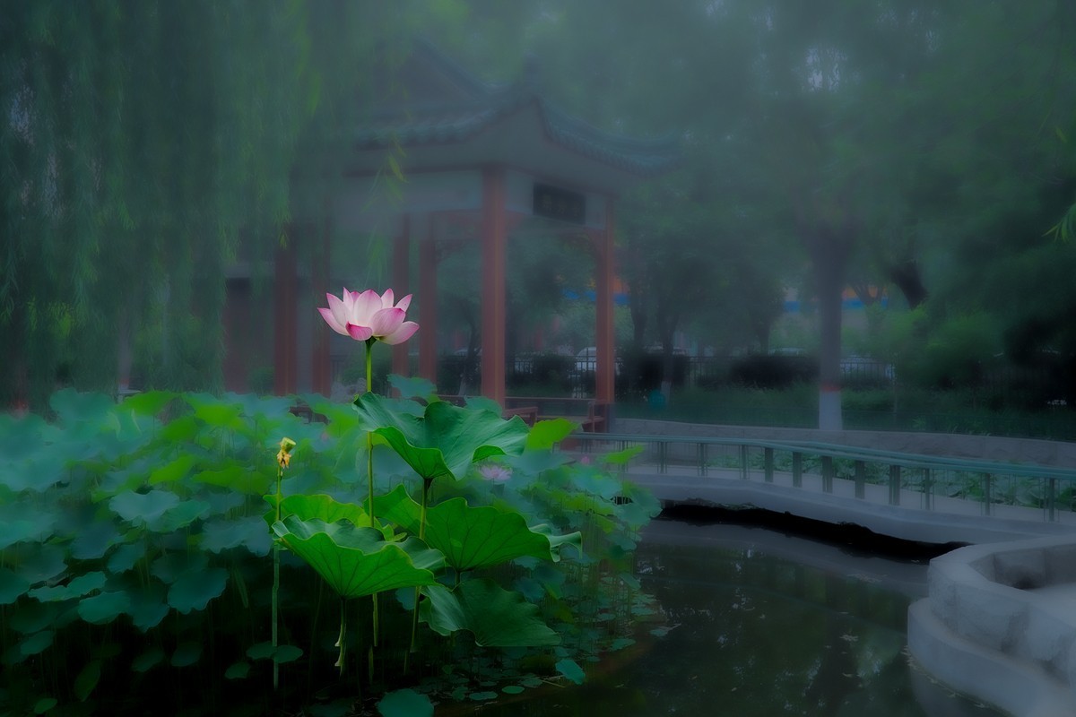 荷塘月色-中关村在线摄影论坛