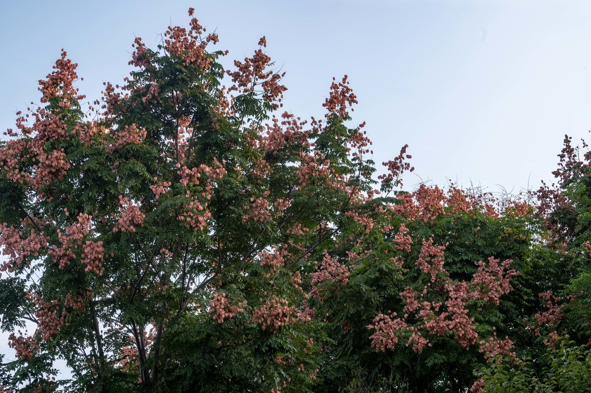 庐州印象（386）