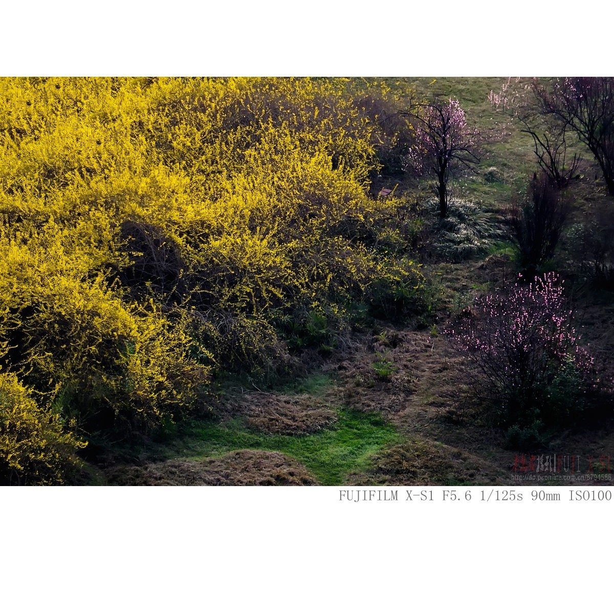 可望不可即的春天