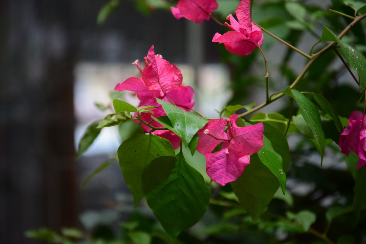 很久不玩摄影了，今天心血来潮