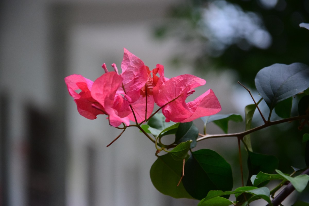 很久不玩摄影了，今天心血来潮