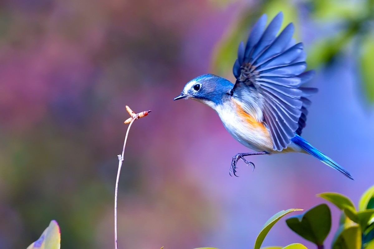 旧片_红胁蓝尾鸲22