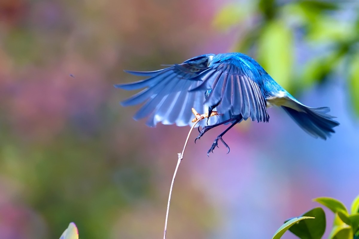 旧片_红胁蓝尾鸲22