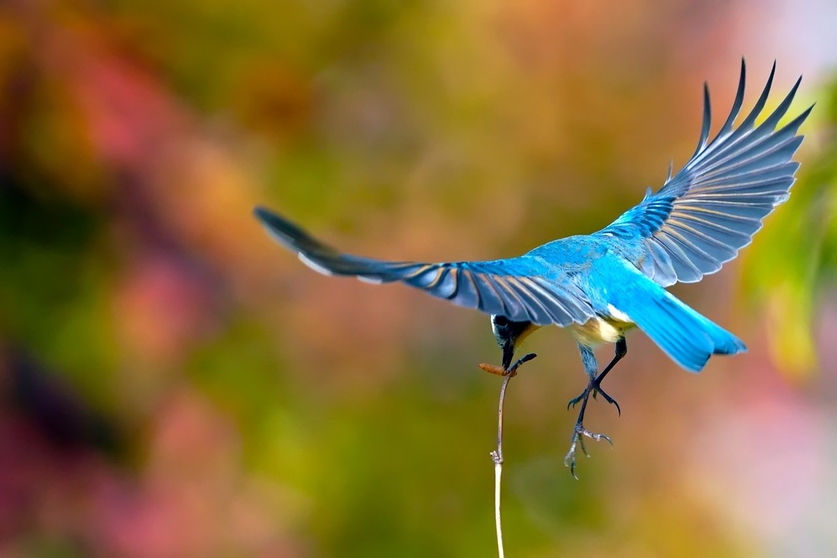 旧片_红胁蓝尾鸲22