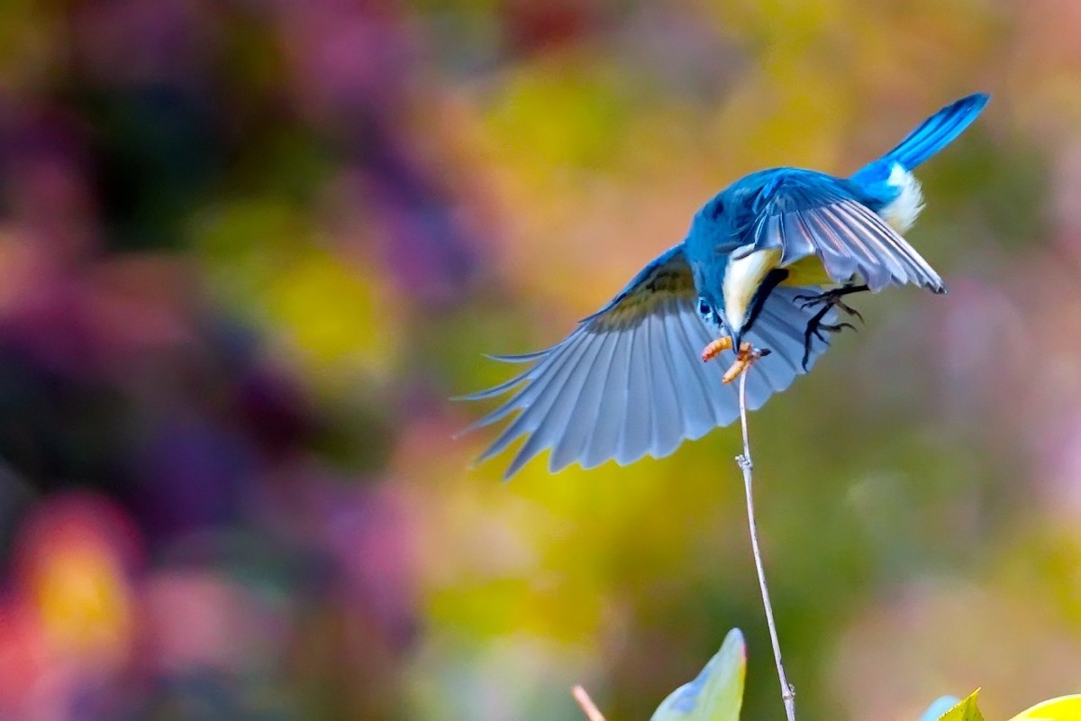 旧片_红胁蓝尾鸲22