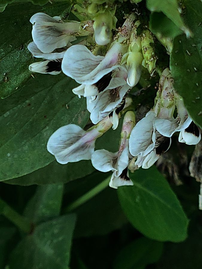 花卉系列【4101】