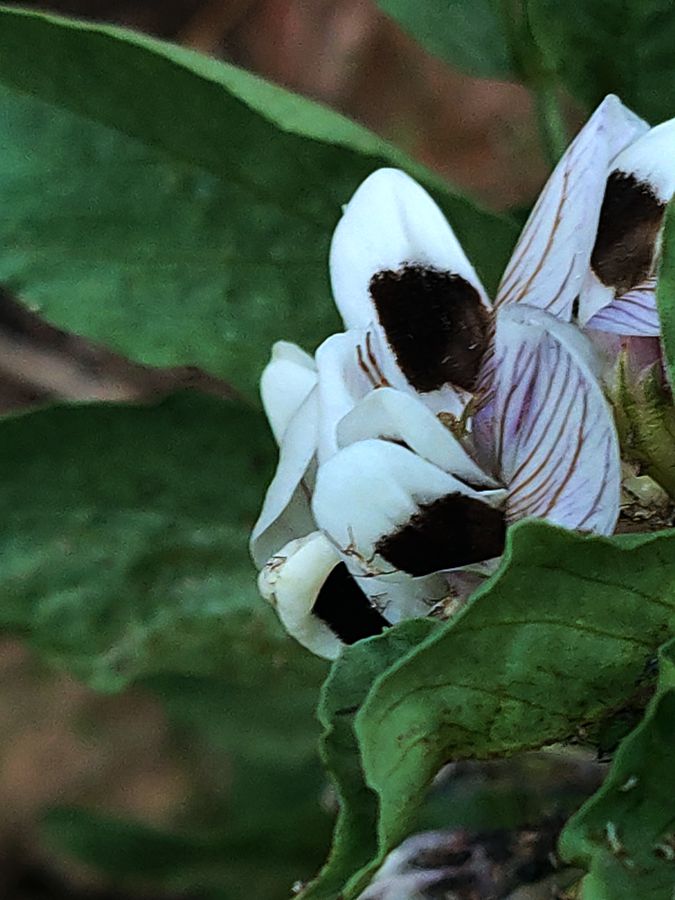 花卉系列【4101】