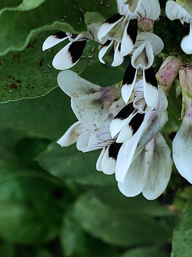 花卉系列【4101】