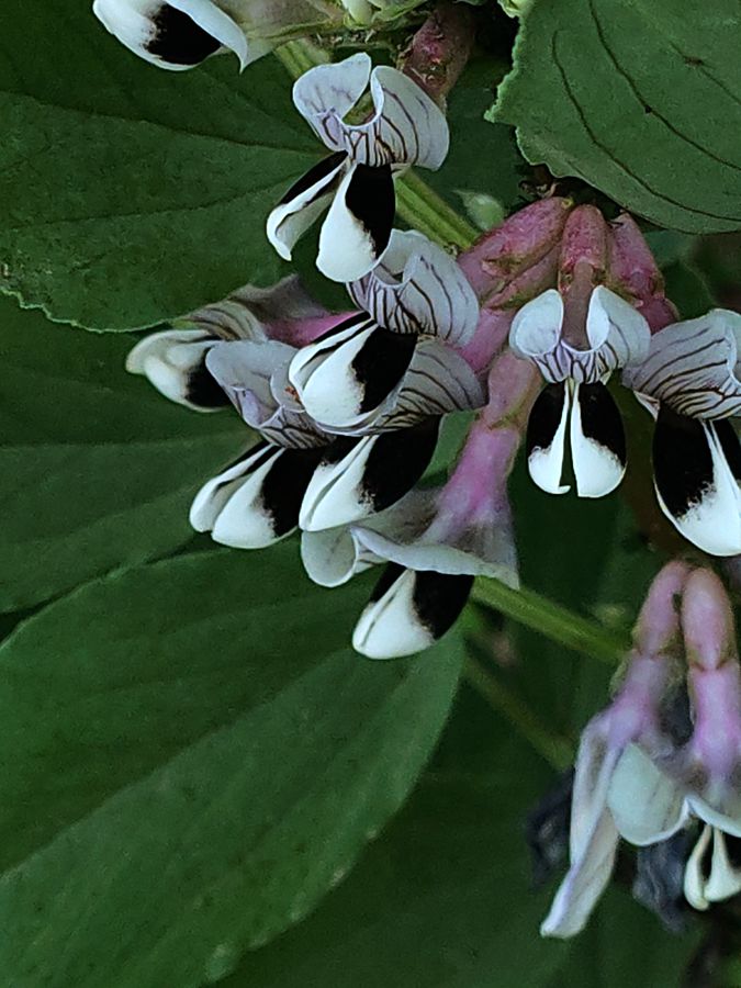 花卉系列【4101】