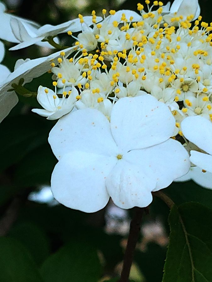 花卉系列【4101】