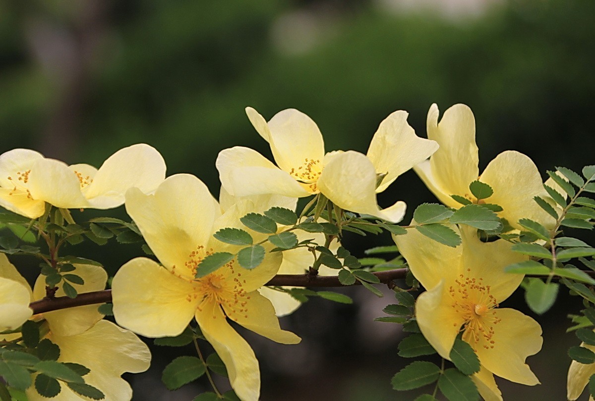 关东百花园（326）——单瓣黄色刺玫花