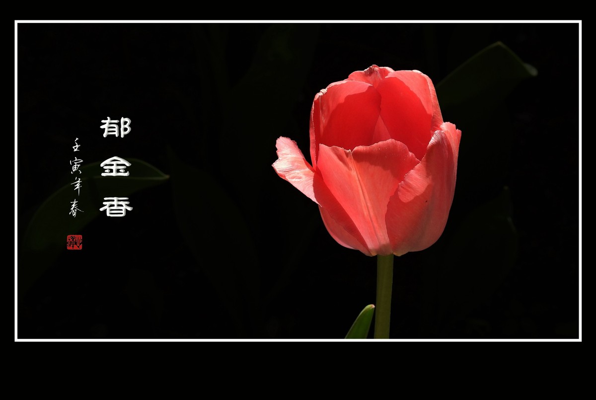 草尖上起舞的郁金香