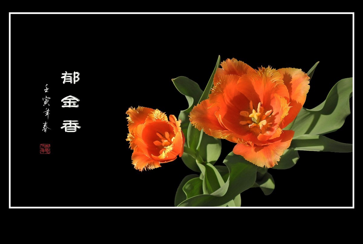 草尖上起舞的郁金香