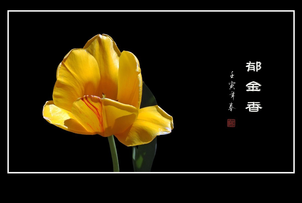 草尖上起舞的郁金香