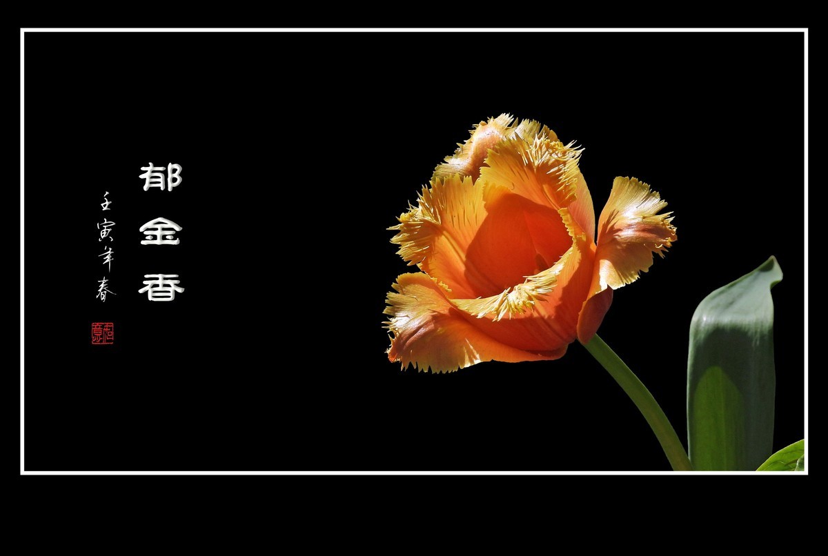 草尖上起舞的郁金香