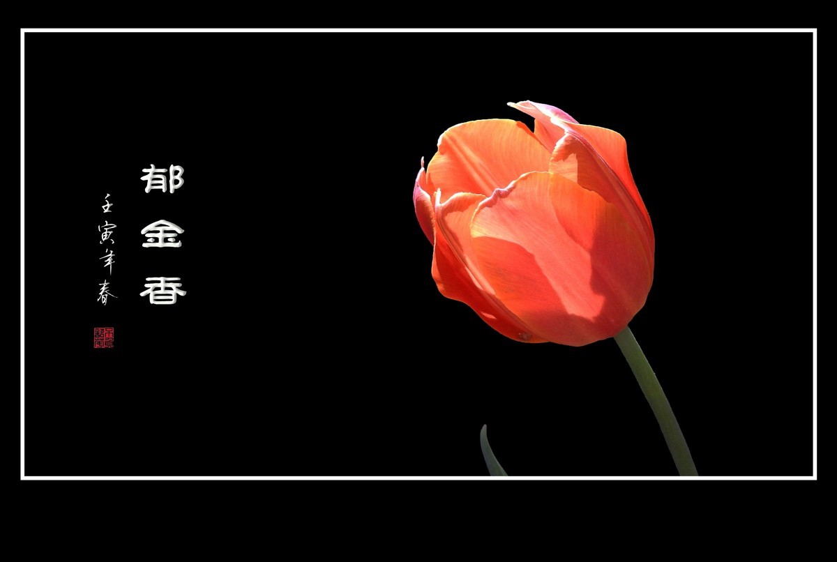 草尖上起舞的郁金香