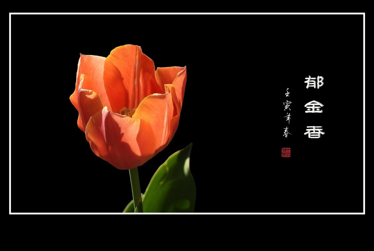 草尖上起舞的郁金香