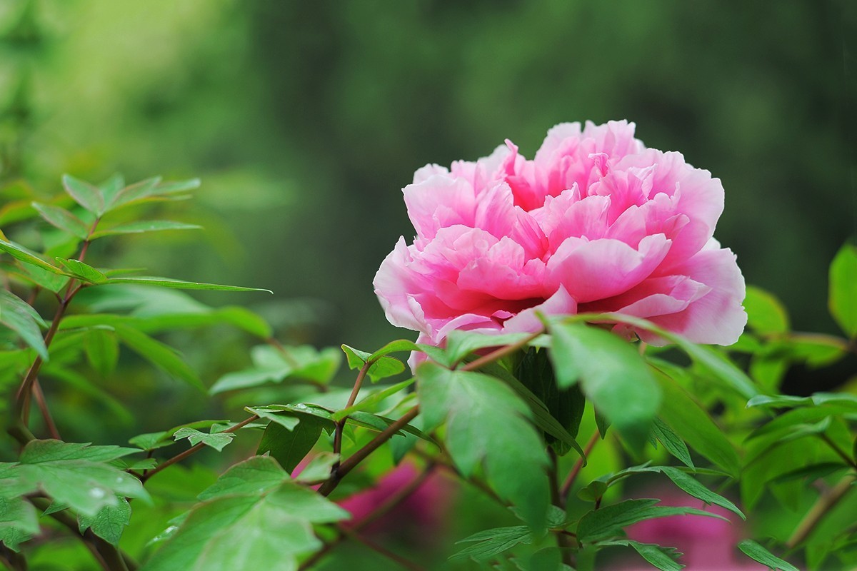 尚未凋谢的牡丹